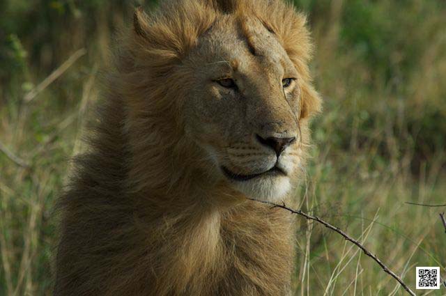 1-photographic-safaris-south-africa-masai-mara-kenya-botswana-tanzania-namibia-learn-from-edvard-munch