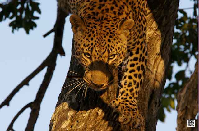 1-wildlife-photography-courses-masai-mara-kenya-tanzania-leopard-decending