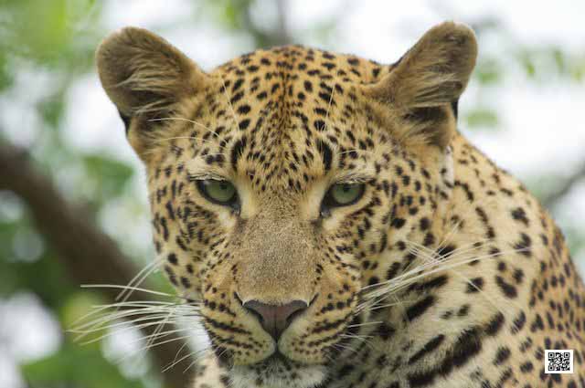 5-wildlife-photography-courses-kenya-tanzania-south-africa-botswana-camera-manual