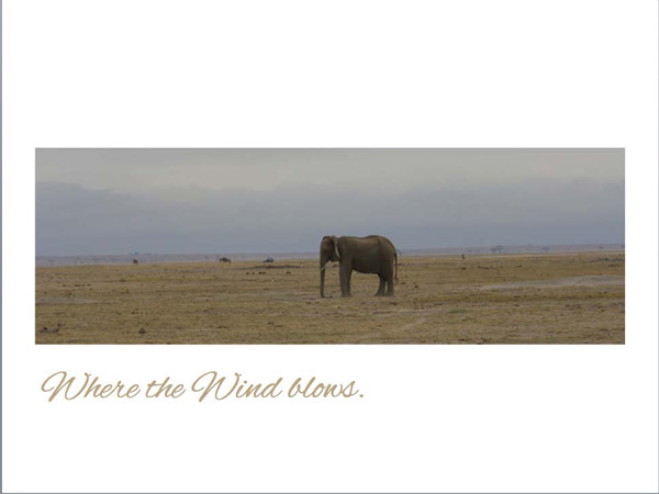 7-photographic-safaris-south-africa-masai-mara-kenya-botswana-tanzania-namibia-where-the-wind-blows