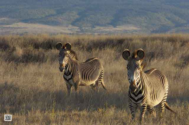 photographic safaris south Africa Kenya Botswana Tanzania Namibia 10