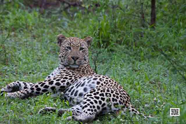 photographic safaris south Africa Kenya Botswana Tanzania Namibia leopard family