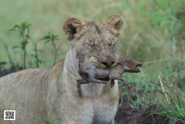 photographic safaris south Africa Kenya Botswana Tanzania Namibia lion warthog