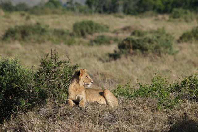 photographic safaris south Africa Kenya Botswana Tanzania Namibia mara7