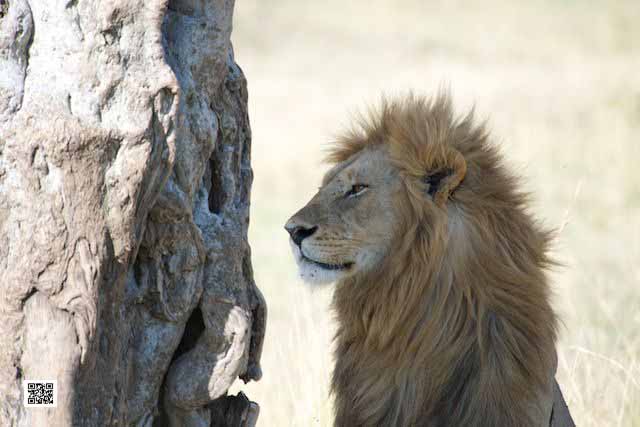 photographic safaris south Africa Kenya Botswana Tanzania Namibia mara8