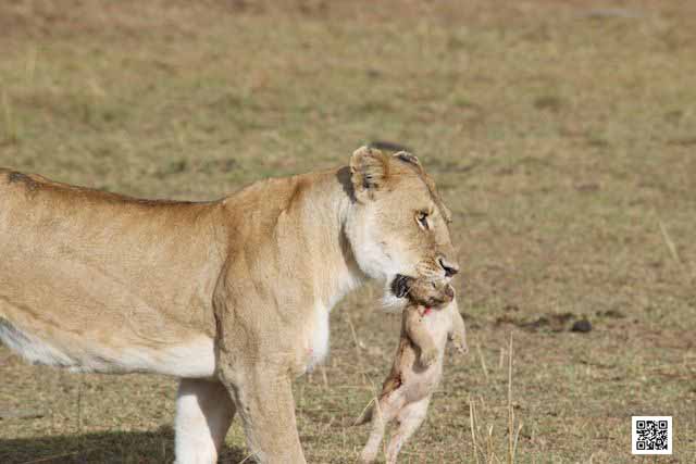 photographic safaris south Africa Kenya Botswana Tanzania Namibia mourning lioness