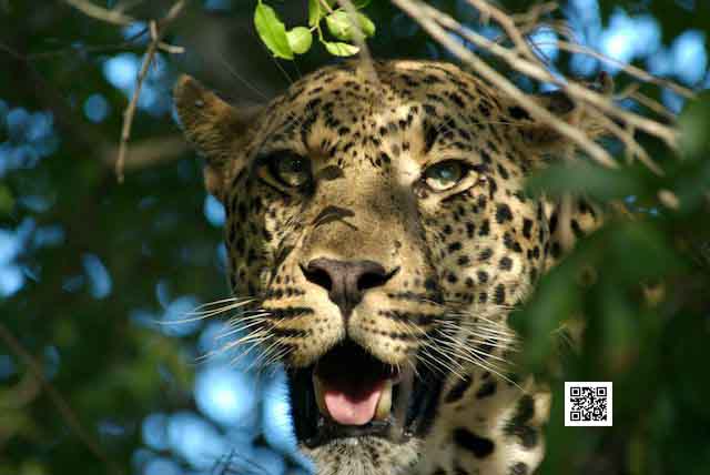 photographic safaris south Africa Kenya Botswana Tanzania Namibia photograph leopard