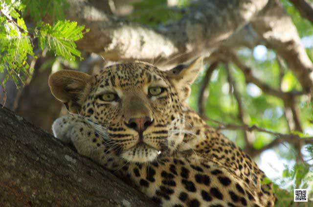 wildlife photography courses Kenya Tanzania south Africa Botswana storytelling