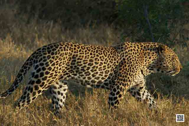 photographic-safaris-south-africa-masai-mara-kenya-botswana-tanzania-namibia-path-animal