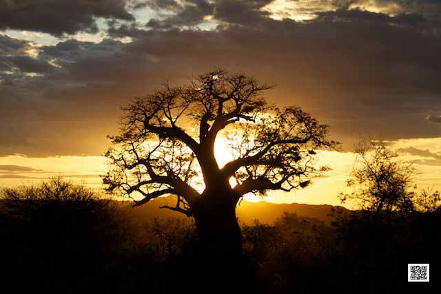 wildlife photography courses Kenya Tanzania south Africa Botswana camera grounding
