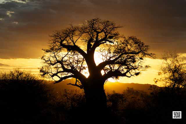 wildlife photography courses Kenya Tanzania south Africa Botswana do what love