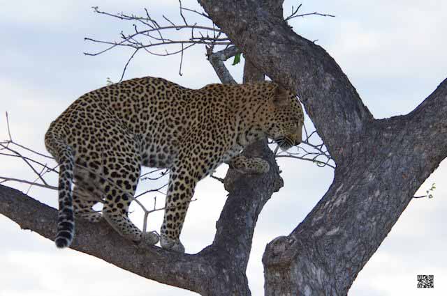 wildlife photography courses Kenya Tanzania south Africa Botswana use intuition in photogr