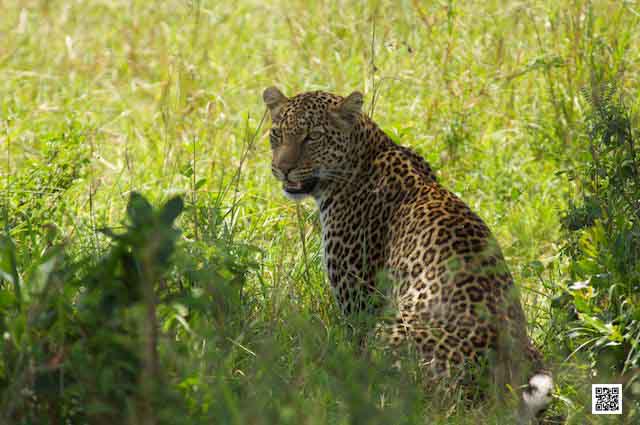 wildlife-photography-courses-masai-mara-kenya-tanzania-south-africa-botswana-richard-avedon