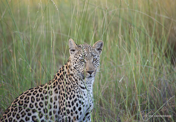 see leopards on big five safaris
