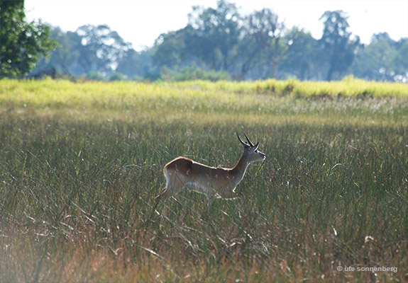 looking for a okavango delta safari tour