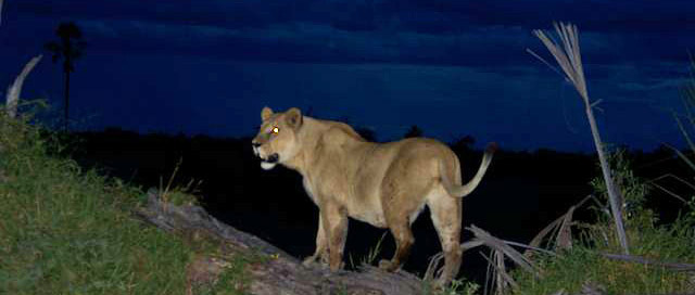 duba-plains-botswana-lion