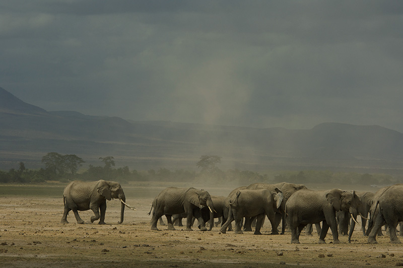 ambosei kenya safari tours