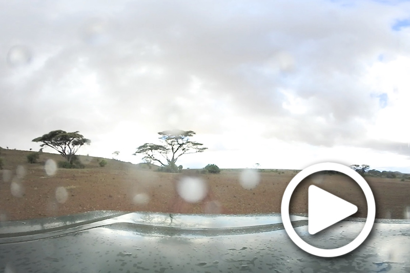 rainy day game drive in amboseli