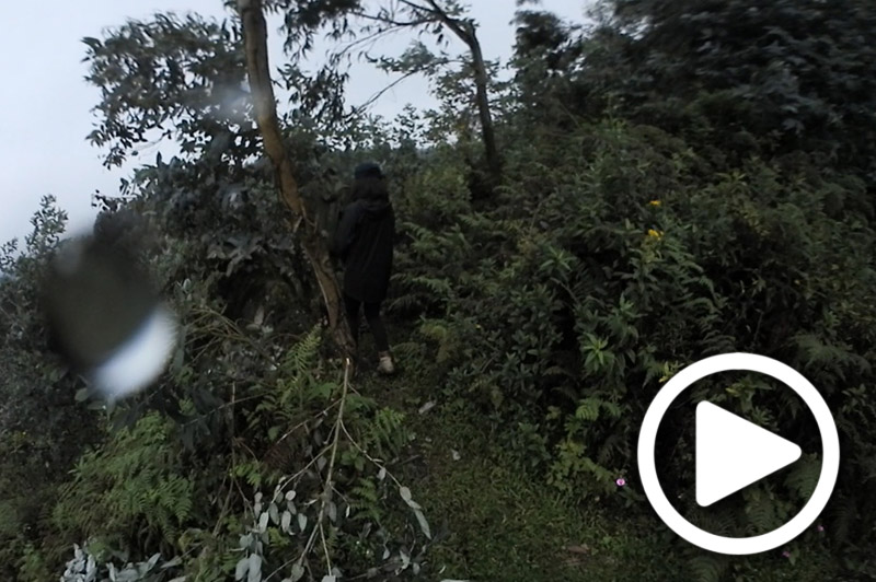 gorilla trekking rwanda