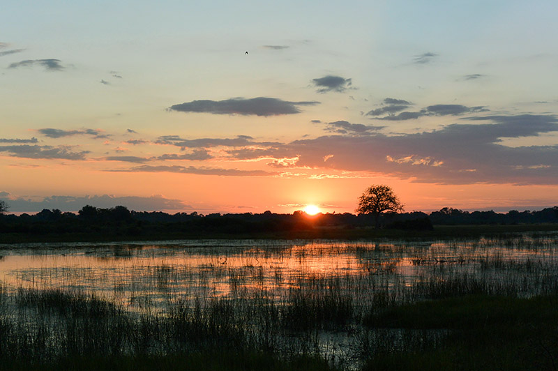 safari holidays in botswana