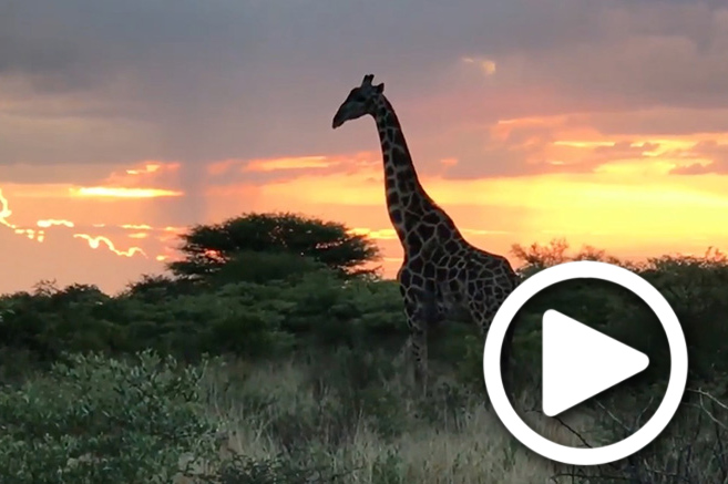 central kalahari safari tours