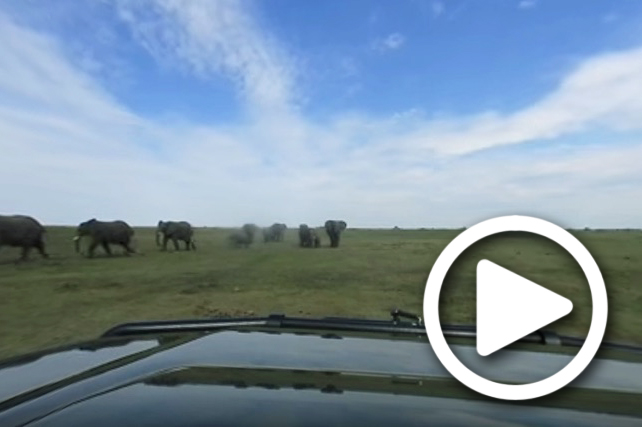 elephant sighting in okavango delta