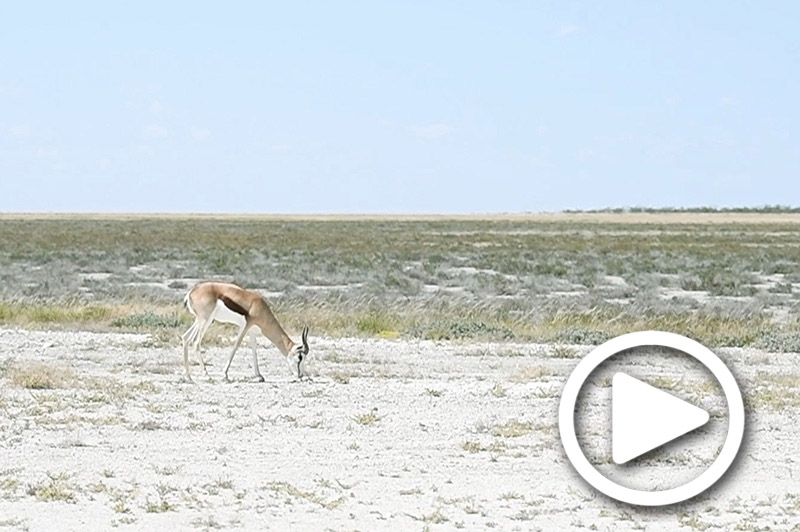 safari tours in etosha in namibia