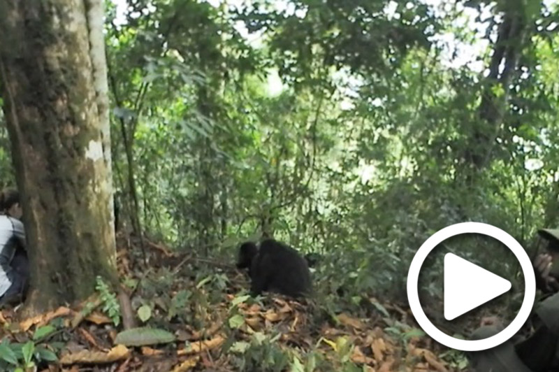 gorilla trekking uganda bwindi