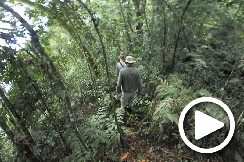 gorilla trekking uganda