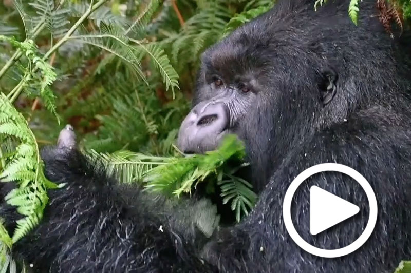 rwanda gorilla trekking