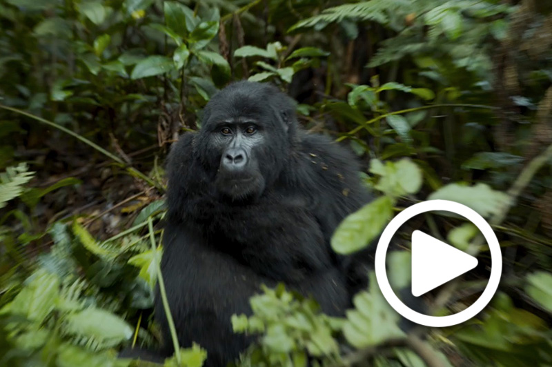 uganda gorilla trekking