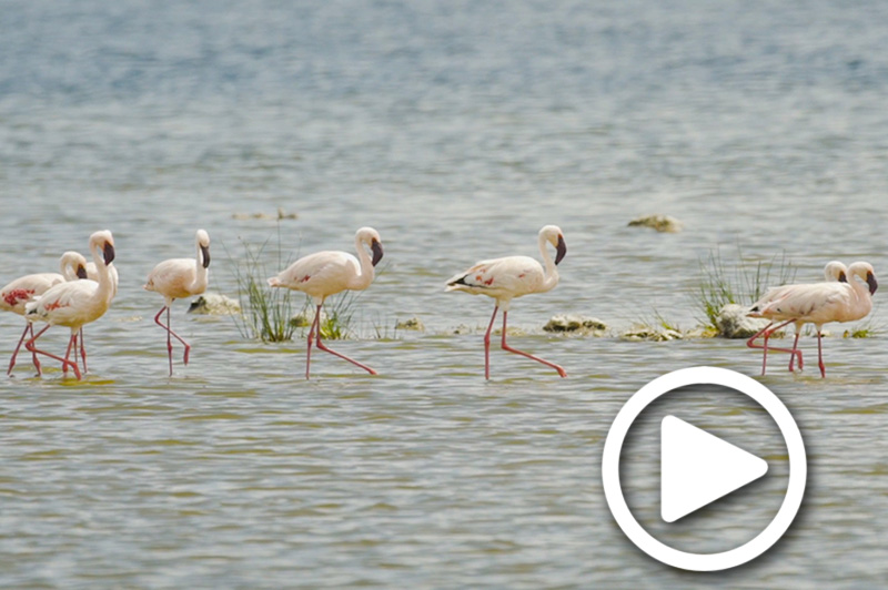 lake nakuru safari tours