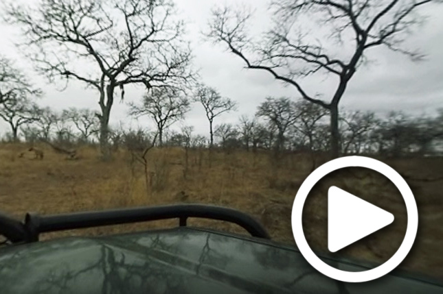 leopard kill in tree in sabi sand
