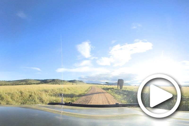 elephant on game drive in masai mara