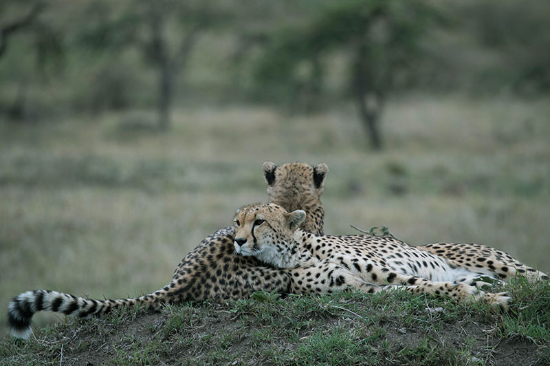 great migration safari in the masai mara