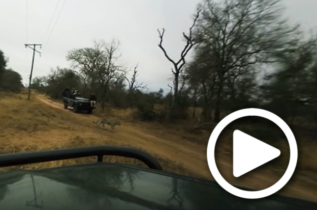 finding mobile leopard in sabi sand