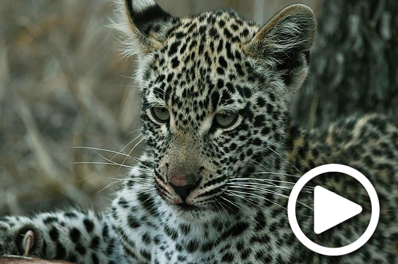 sabi sand in kruger park in south africa