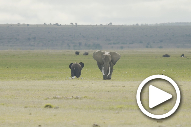 safari tours amboseli