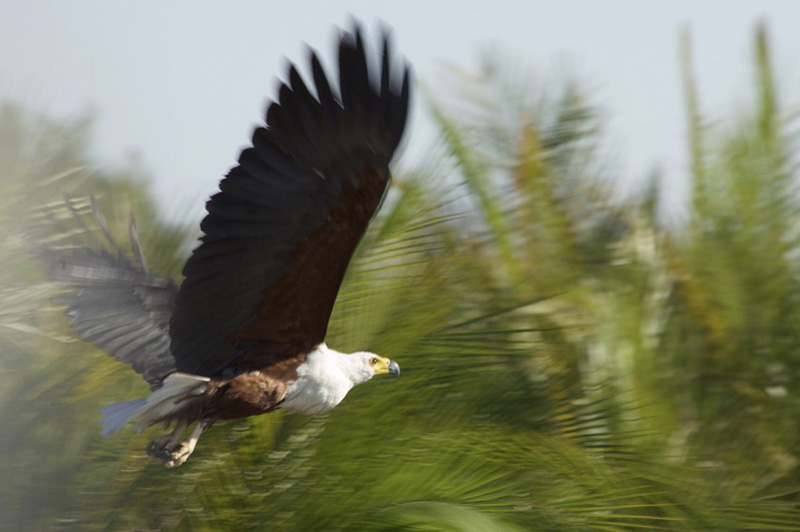 safari destiantion botswana