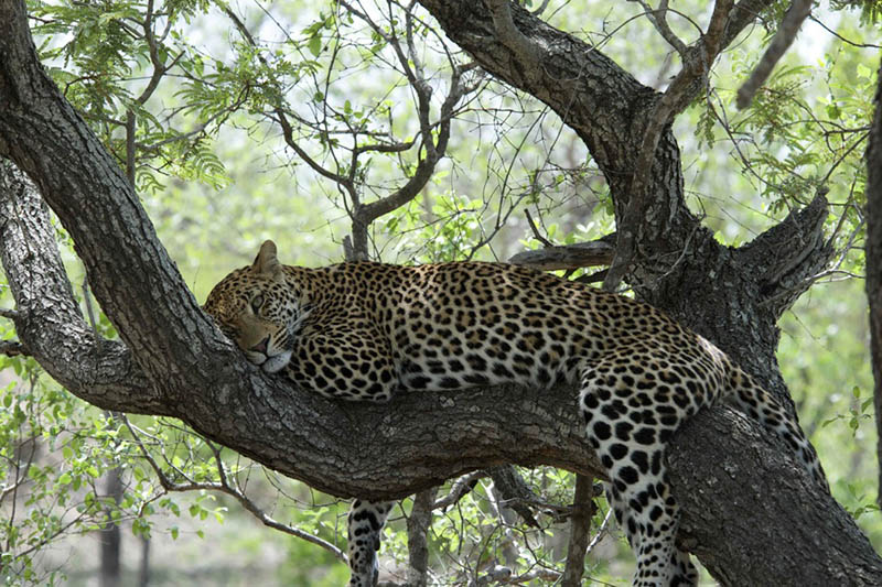 safari destination south africa