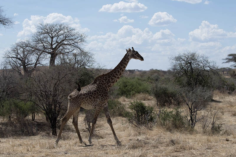 safari destination tanzania