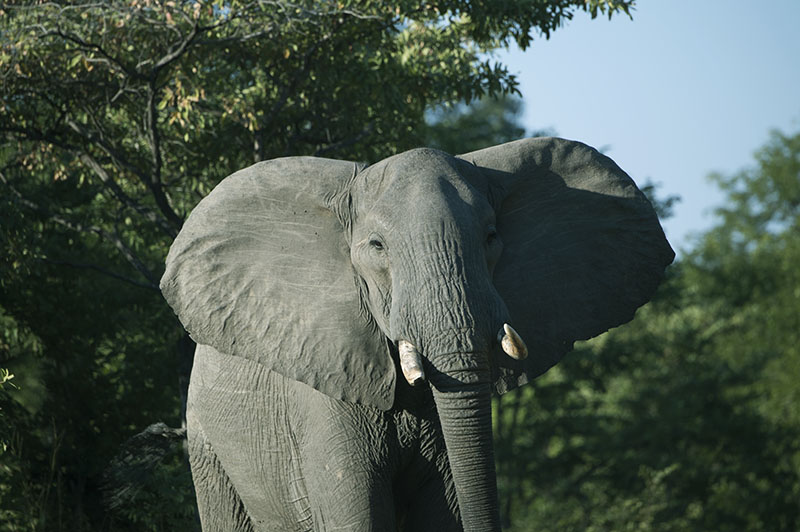 safari tours to zambia