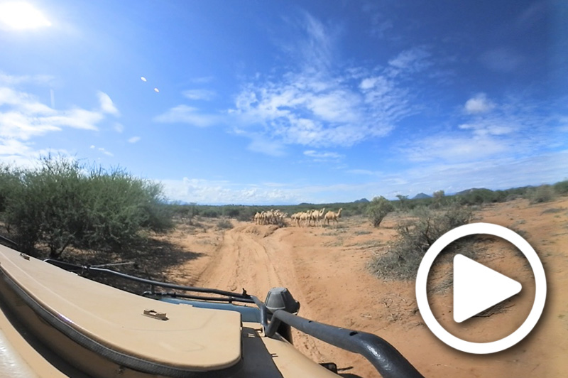 samburu herders with camels on game drive