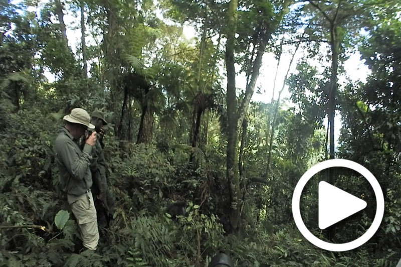 see the gorillas in uganda