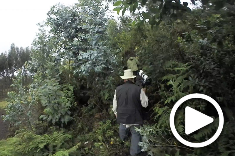 silverback gorilla trekking rwanda