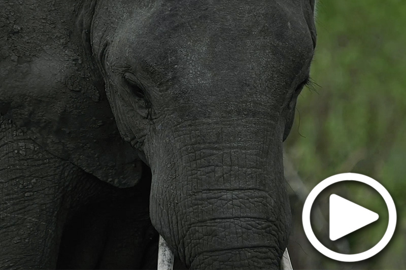 safari tours south luangwa zambia