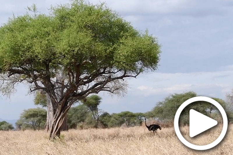 tarangire safari tours tanzania