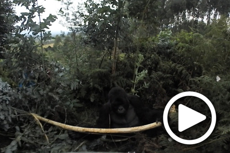 gorilla trekking rwanda silverback