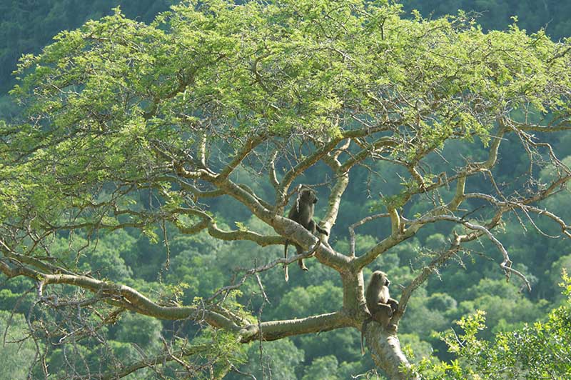 uganda safari holidays and tours