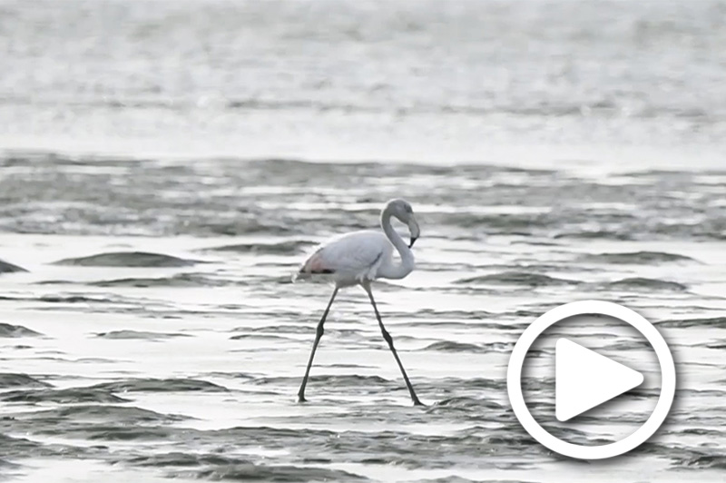 flamingos at walvis bay in namibia